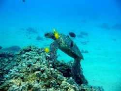 Turtle cleaning station at Ahihi Bay, Maui, Hawaii. by Lisa Lappe 